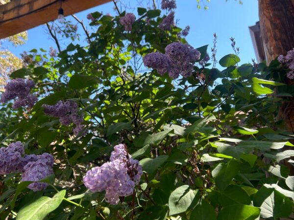 How Does Your Garden Grow