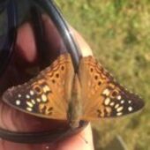 The Butterfly Effect: Celebrating 5 Years of Chrysalis Counseling For Clergy!