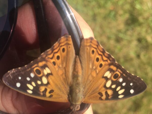 The Butterfly Effect: Celebrating 5 Years of Chrysalis Counseling For Clergy!