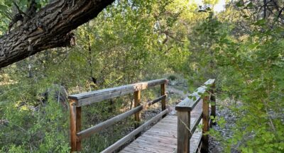 Reflections on Purim Through a Lenten Lens